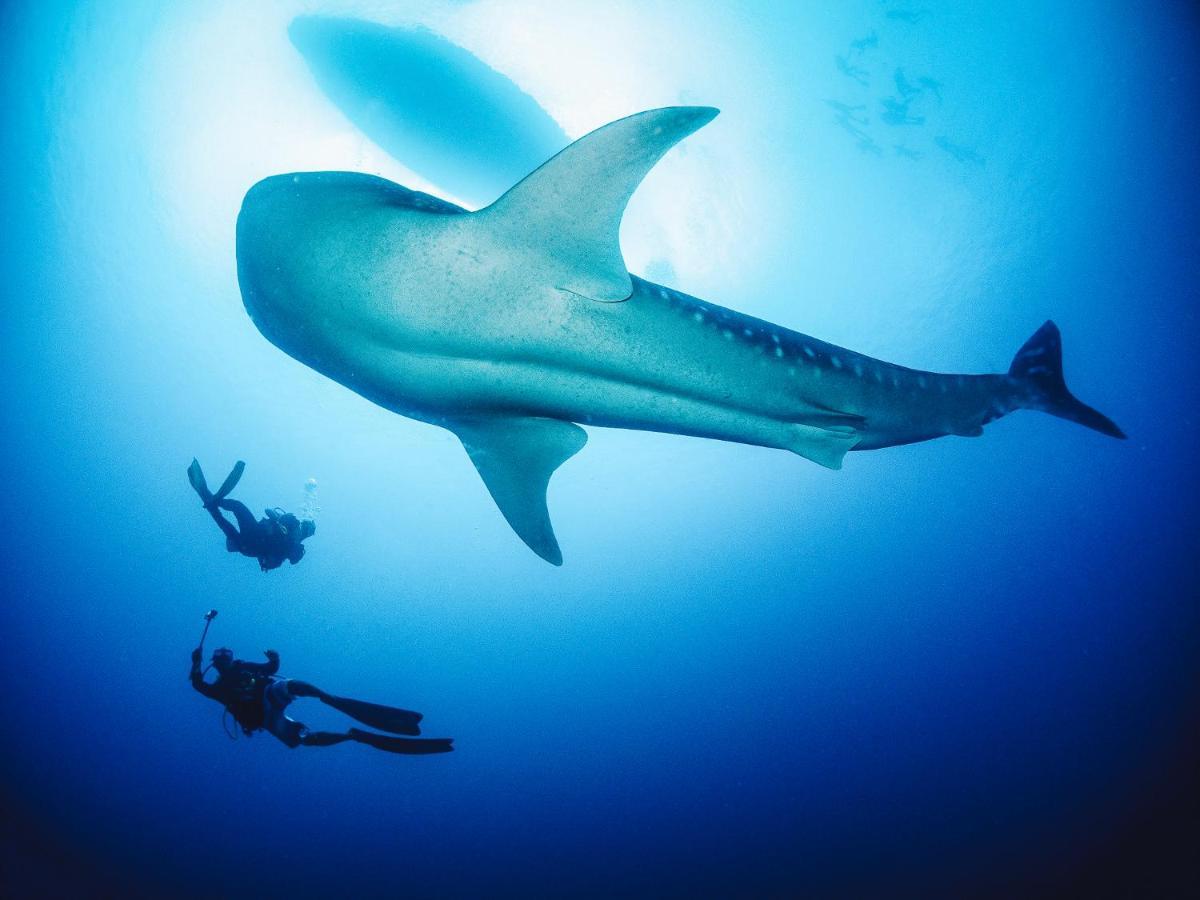 Bliss Dhigurah गेस्ट हाउस Dhigurah (Alif Dhaal Atoll)