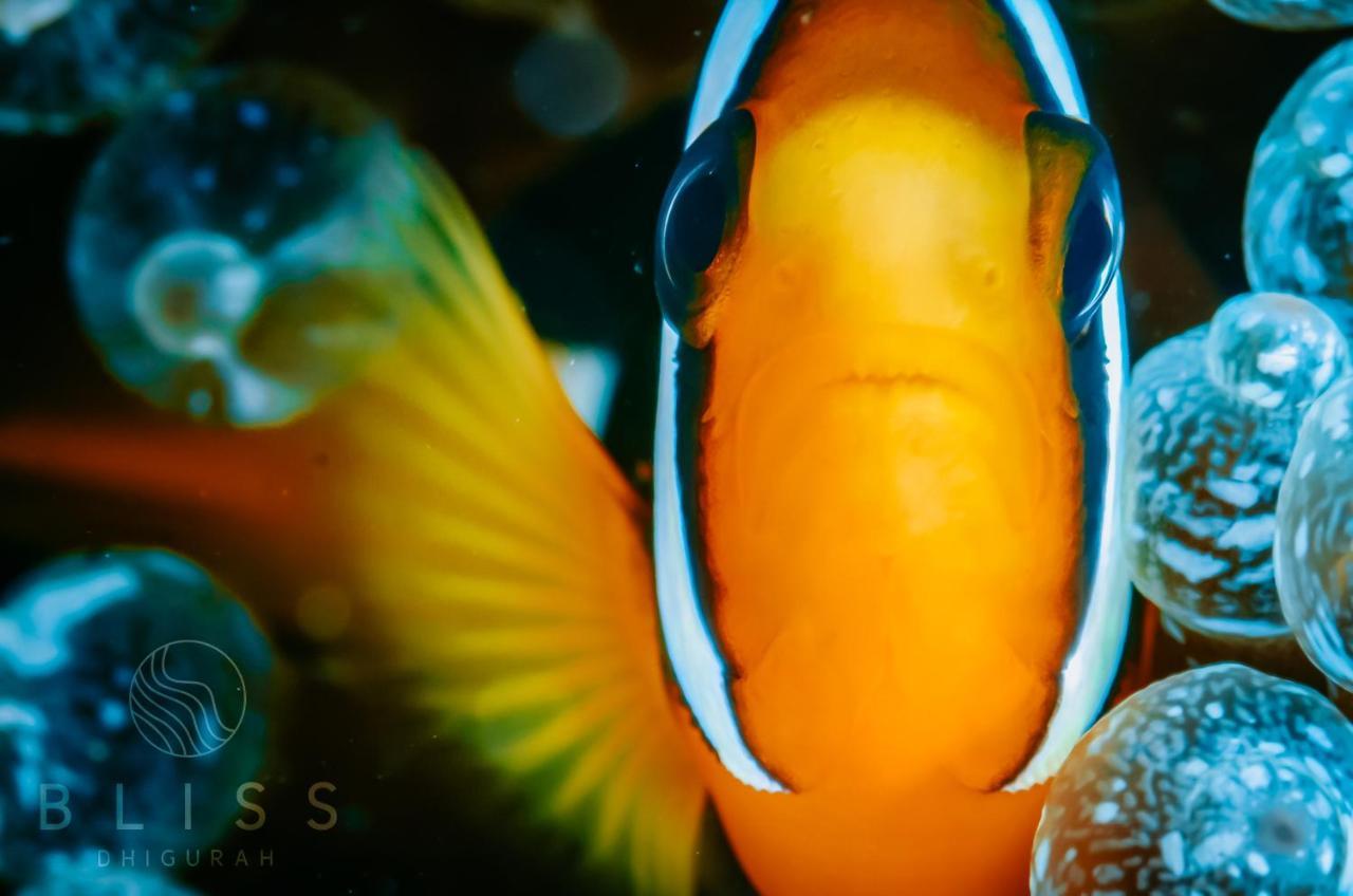 Bliss Dhigurah Гостьовий будинок Дігура