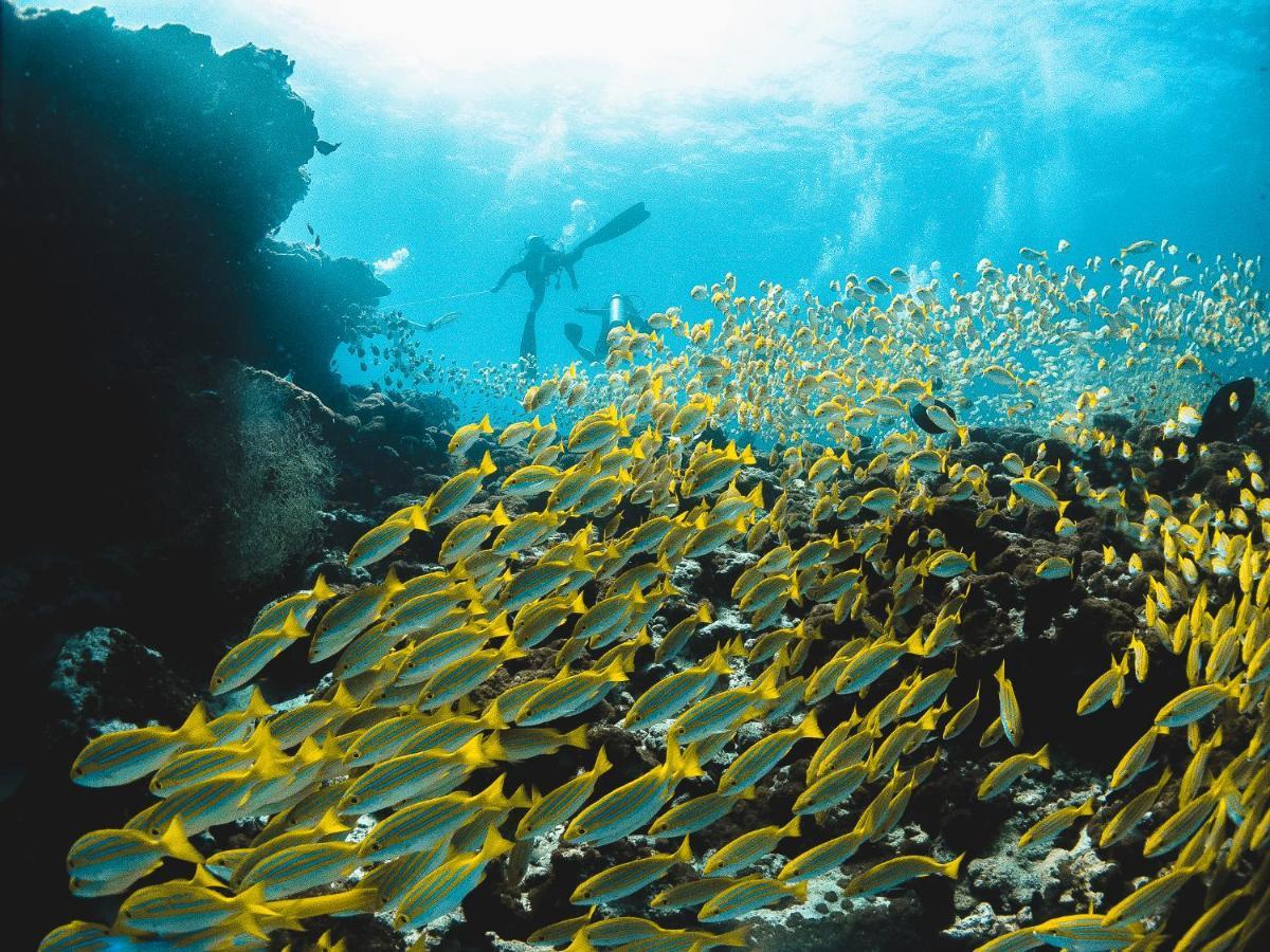 Bliss Dhigurah गेस्ट हाउस Dhigurah (Alif Dhaal Atoll)